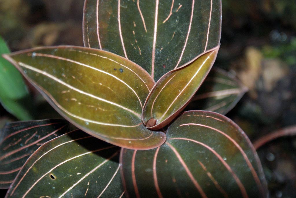 ludisia_discolor2 folha