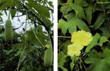 luffa cylindrica