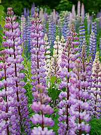 lupinus_hybridus