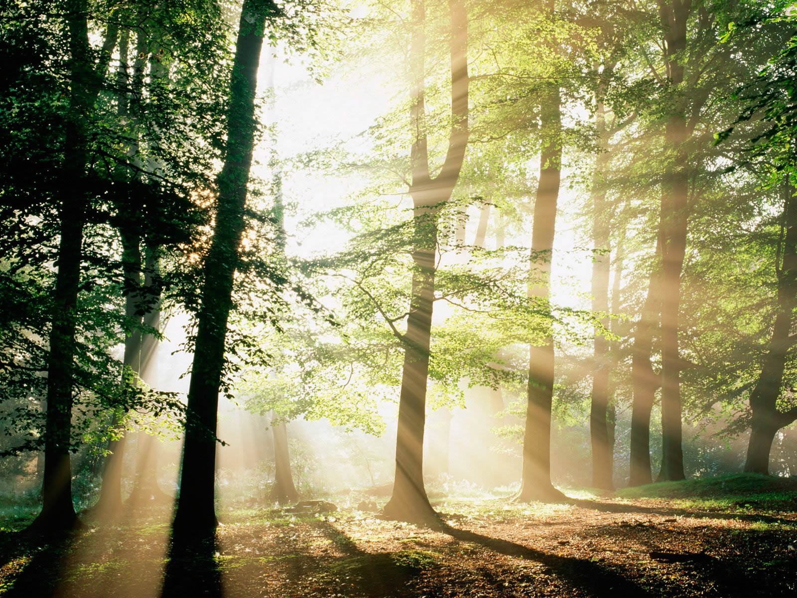luz na floresta
