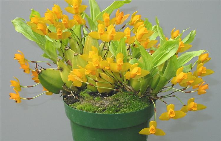 lycaste-aromatica-0011