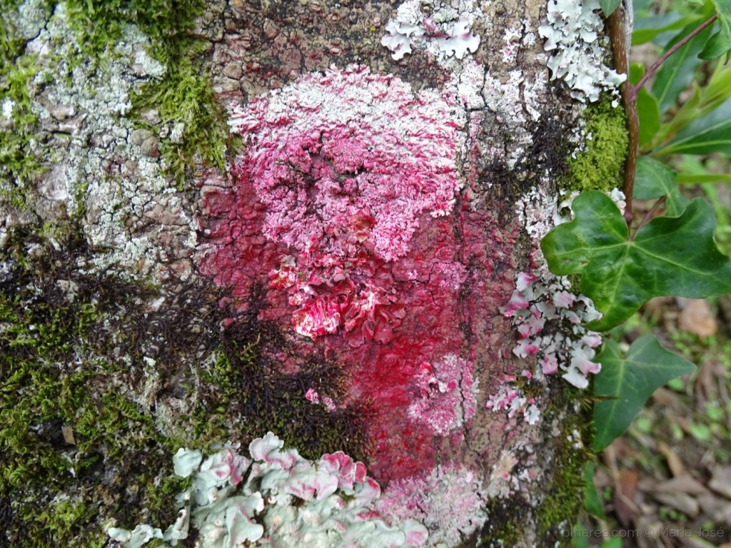 líquen vermelho