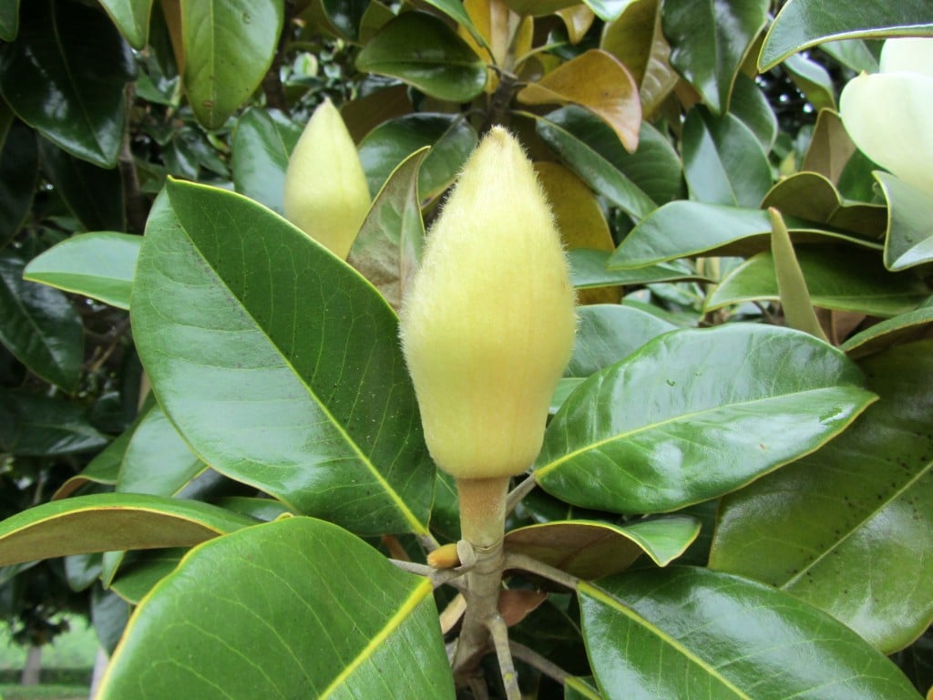 magnolia-grandiflora-1