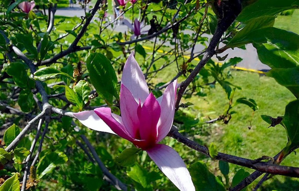 magnolia-liliiflora