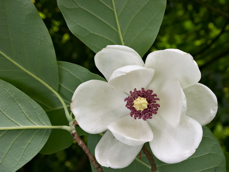 magnolia_sieboldii2