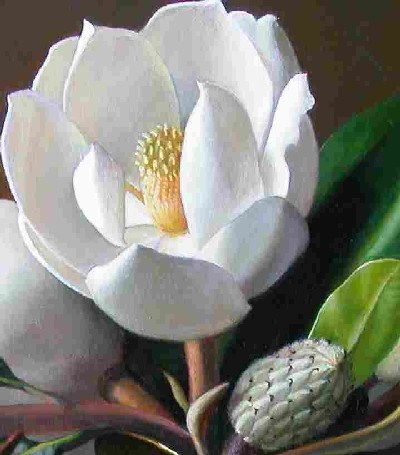 magnolias_01