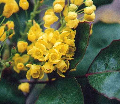 mahonia