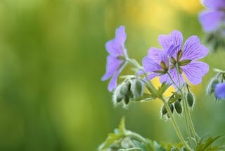 malva-cheirosa