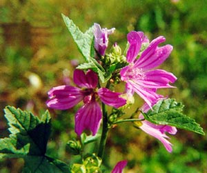 malva sylvestris zebrinus