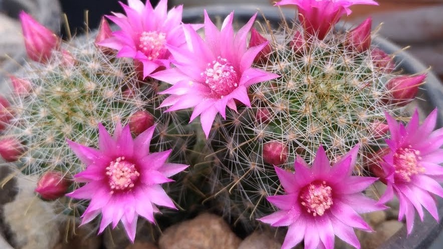 mamillaria