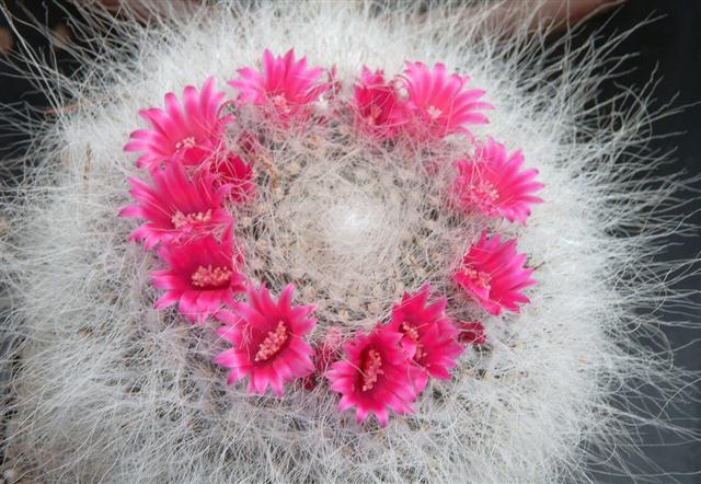 mammillaria-hahniana