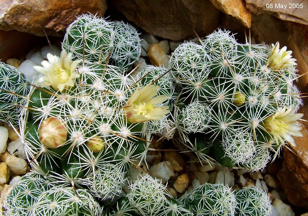 mammillaria