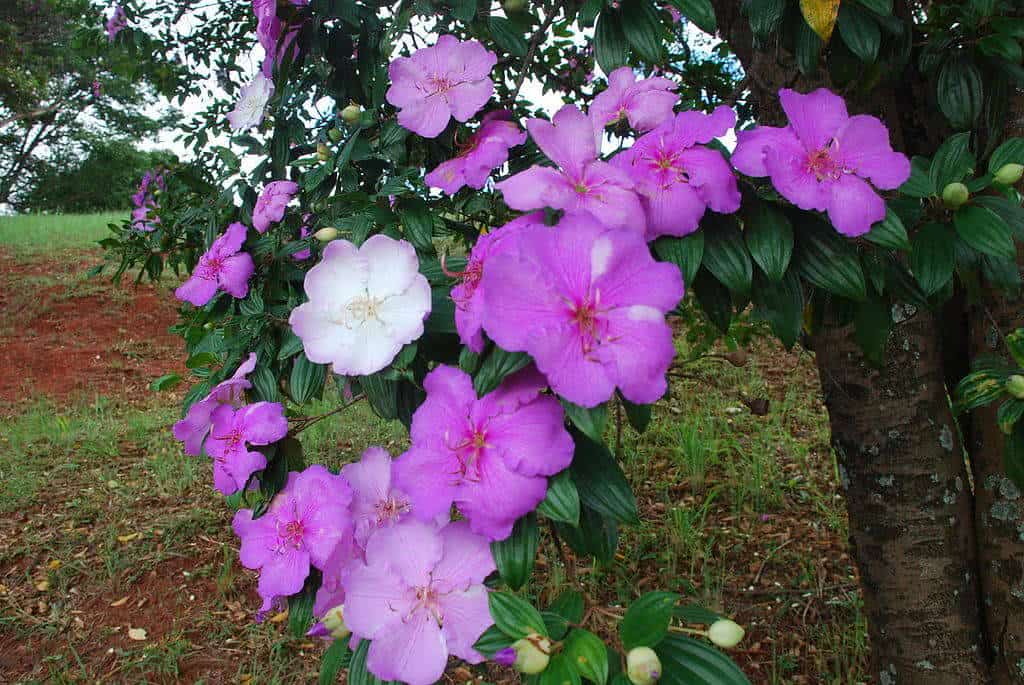 manaca-da-serra-