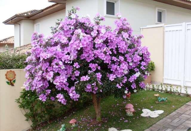 manaca-da-serra-tibouchina-mutabilis-