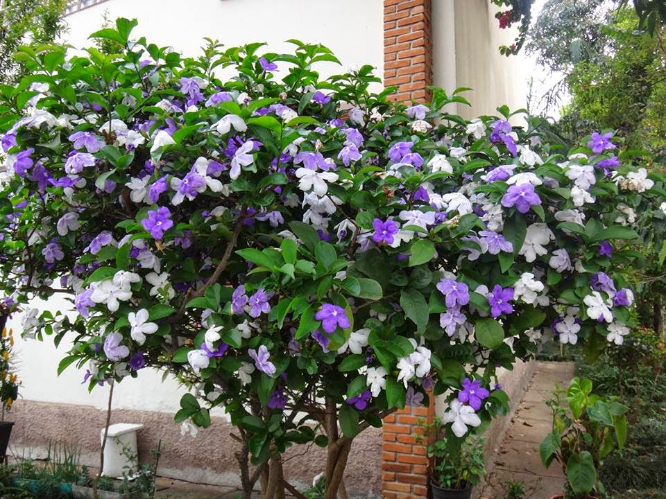 -manaca-de-cheiro-brunfelsia12