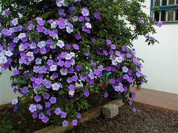 manacá-de-cheiro (BRUNFELSIA UNIFLORA)