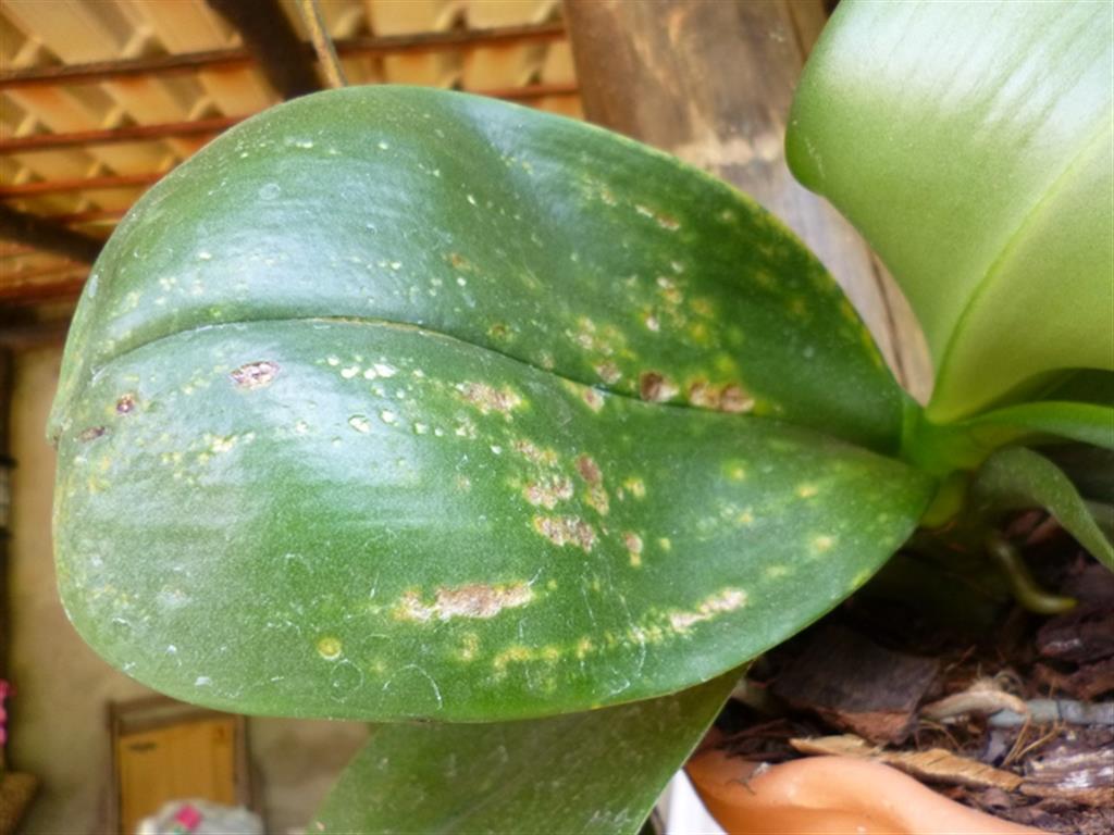 mancha foliar em phalaenopsis