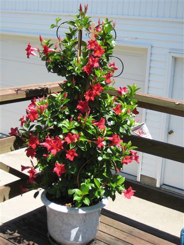 mandevilla mandevilla