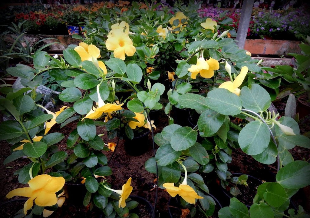 mandevilla amarela