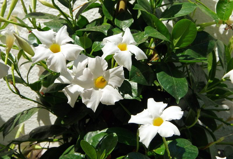 mandevilla-branca