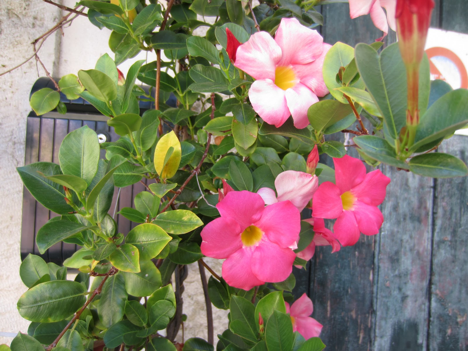 mandevilla