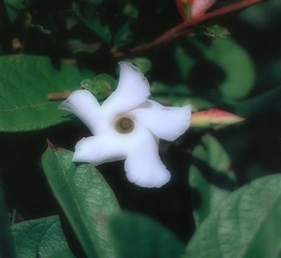 mandevilla