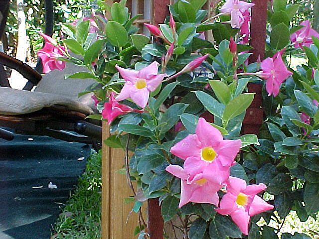 mandevilla01