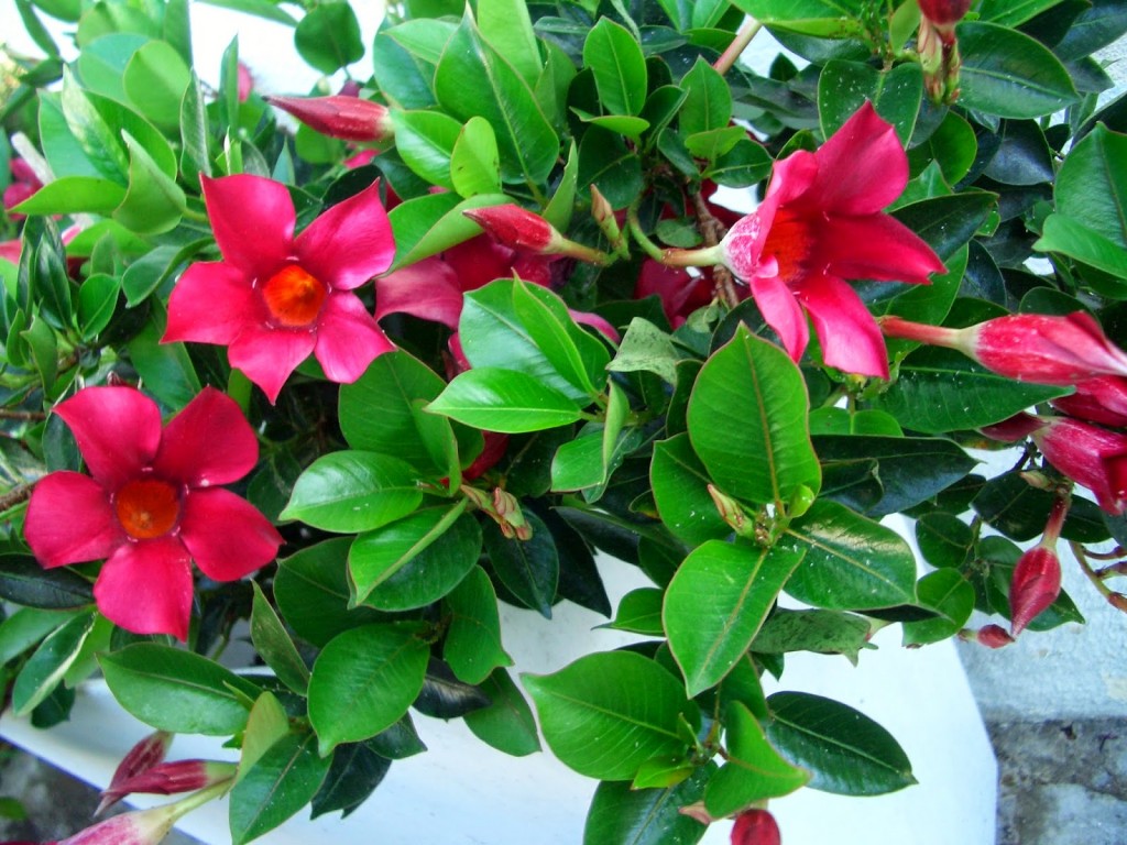 mandevilla