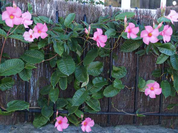 mandevilla_splendens3