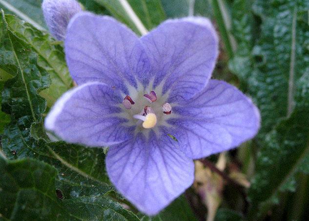 mandragora officinarum