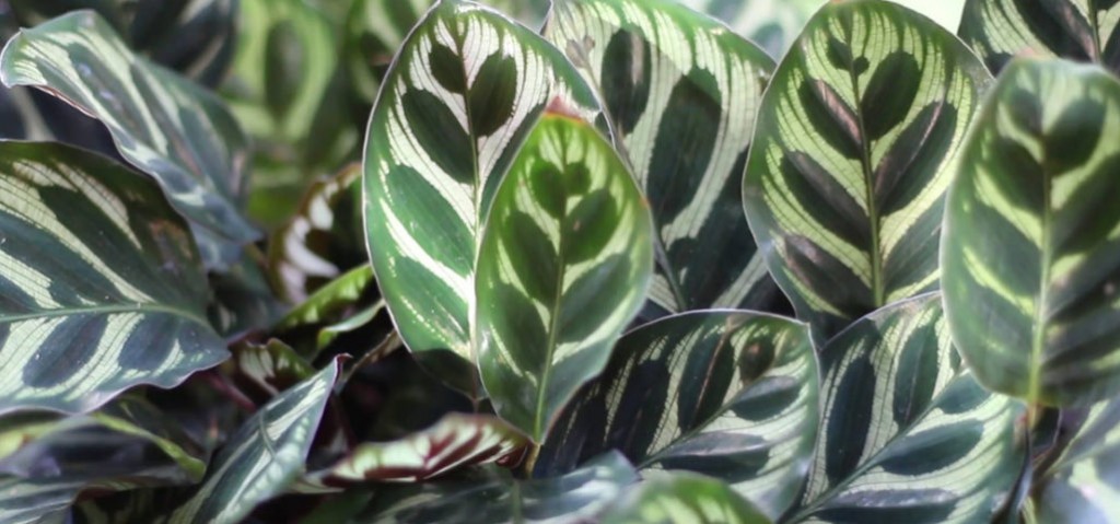 maranta