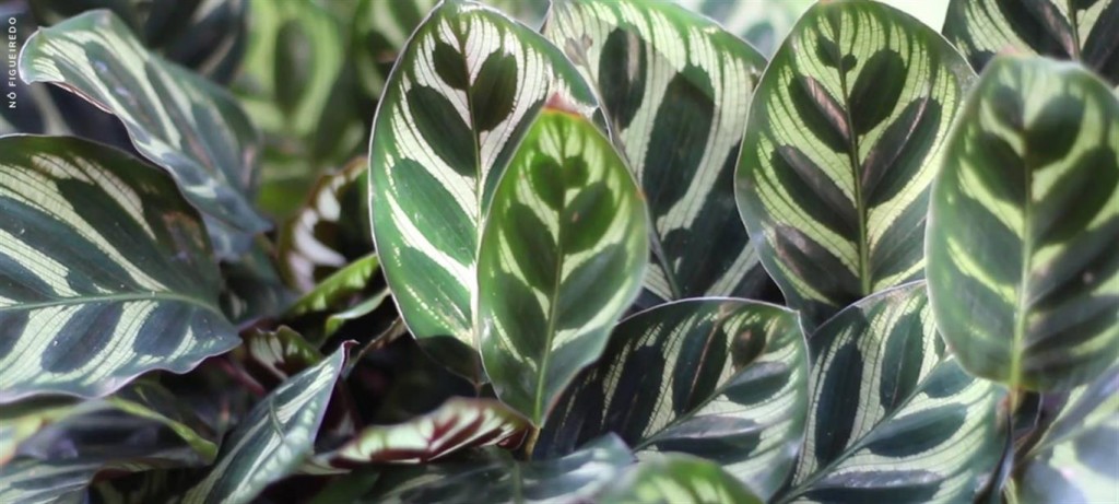 maranta (Medium)