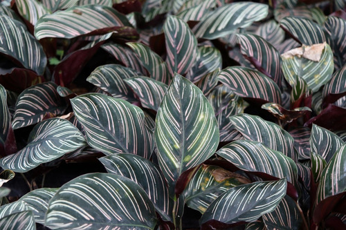 maranta riscada