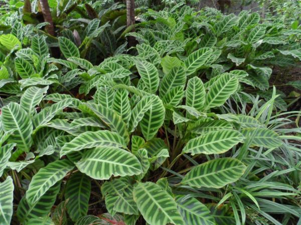 maranta zebrina