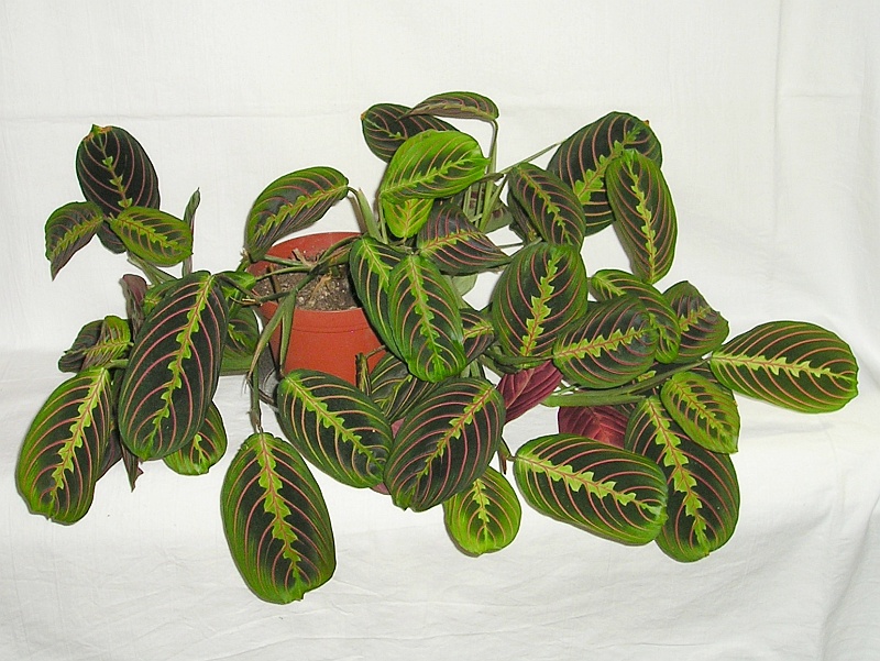 marante-maranta-leuconeura-1