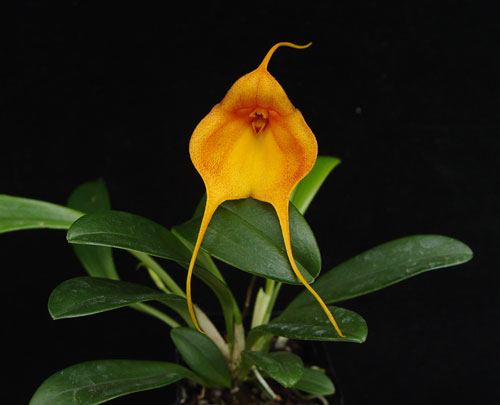 masdevallia