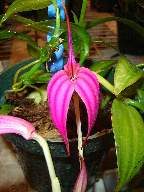 masdevallia