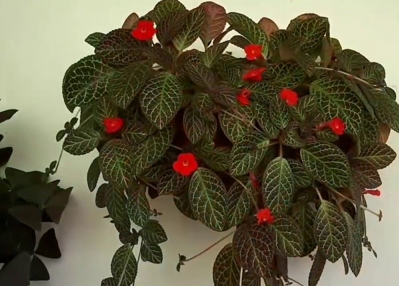 episcia