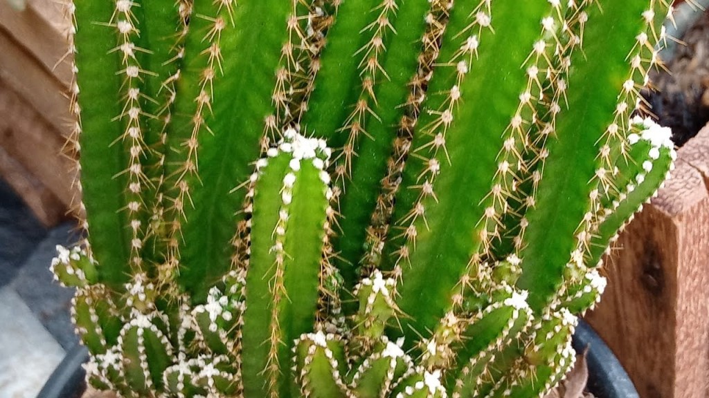 Acanthocereus tetragonus