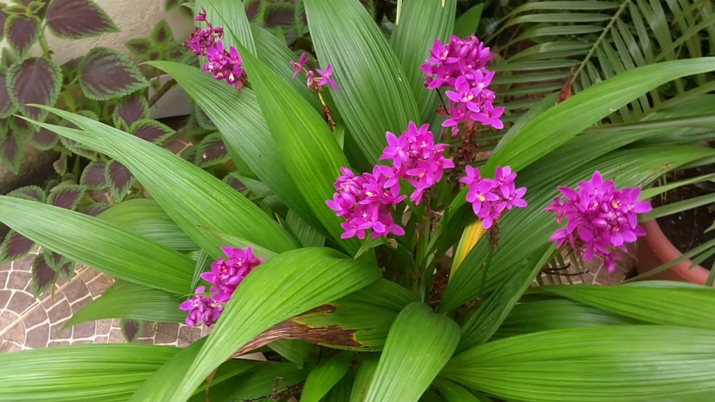 spathoglottis-unguiculata