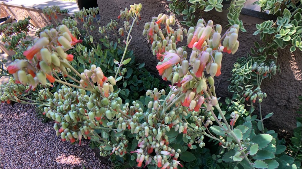 Kalanchoe marnieriana 