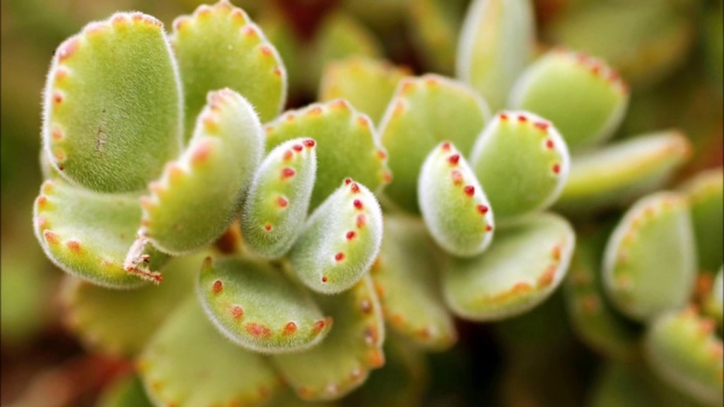 Cotyledon tomentosa