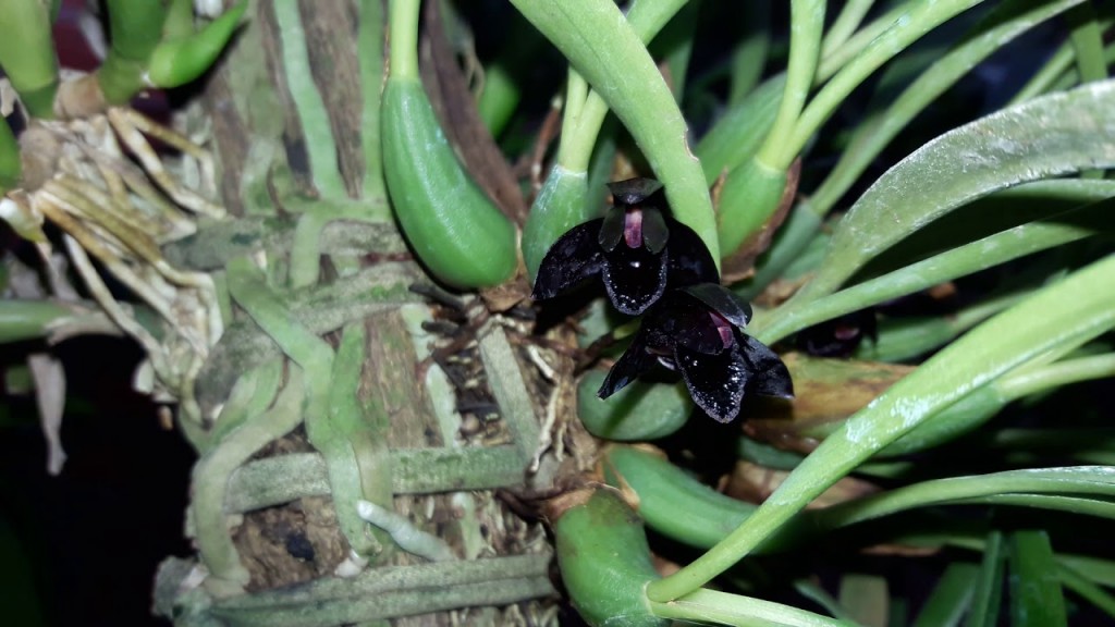 Maxillaria schunkeana