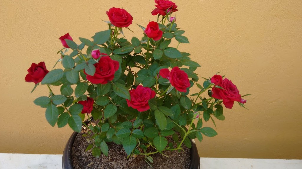 mini rosas