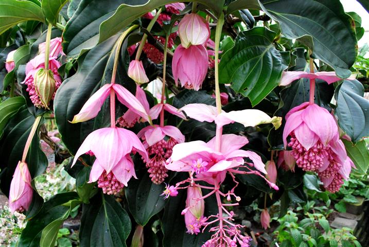 medinilla-magnifica