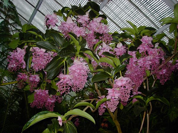 medinilla-magnifica