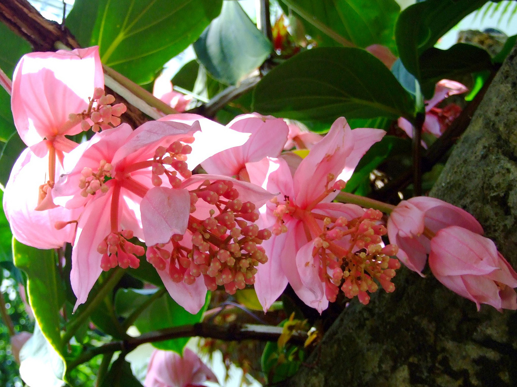 medinilla-magnifica15