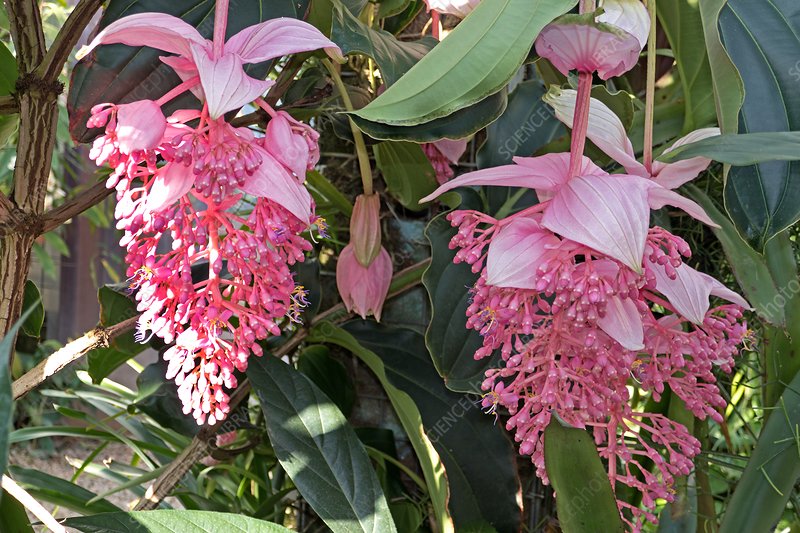 medinilla