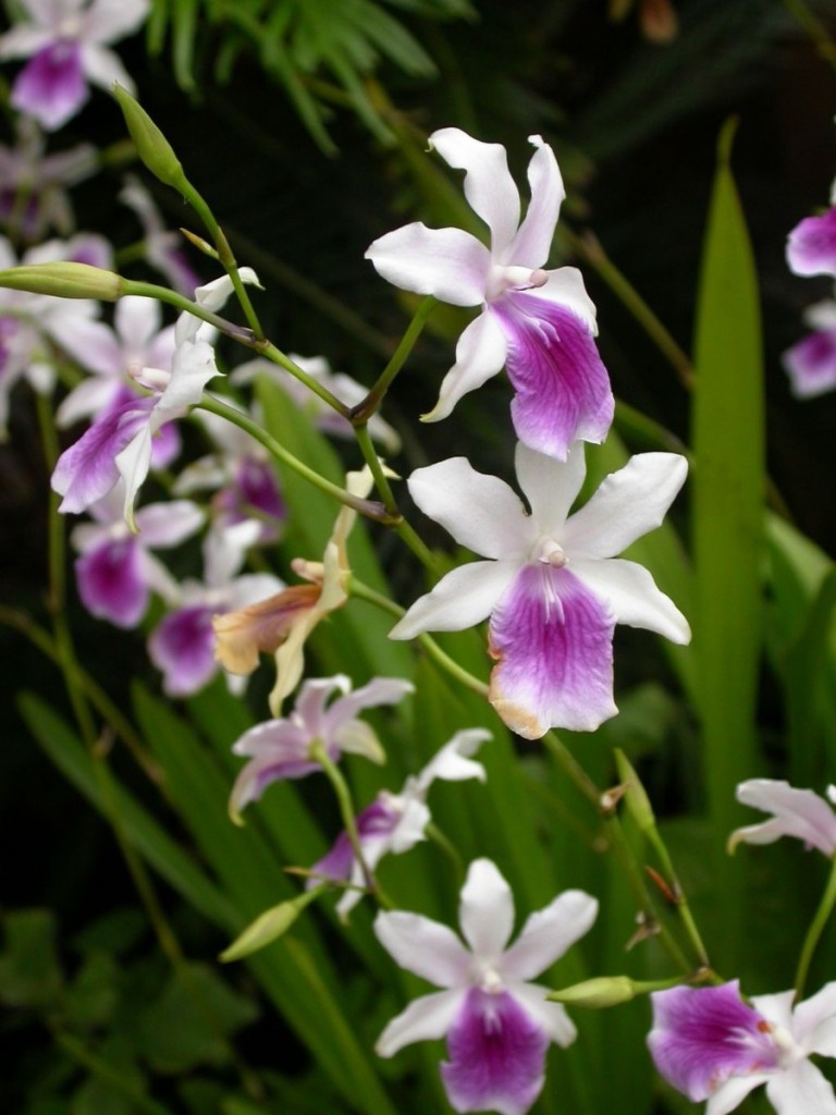 miltonia-regnellii