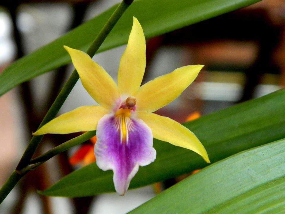 miltonia-regnellii